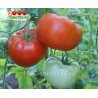 Томат РОЗОВОЕ ЧУДО Томат РОЗОВОЕ ЧУДО