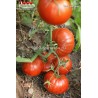 Томат РОЗОВОЕ ЧУДО Томат РОЗОВОЕ ЧУДО