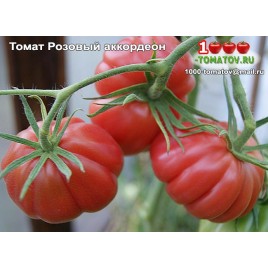 Томат РОЗОВЫЙ АККОРДЕОН