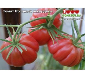 Томат РОЗОВЫЙ АККОРДЕОН