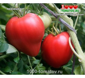 Томат РОЗОВЫЙ КИТ