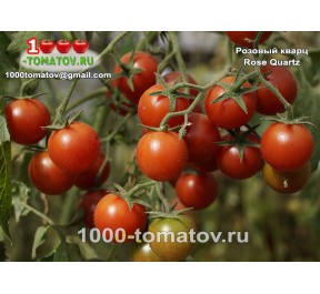 Томат РОЗОВЫЙ КВАРЦ