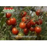 Томат РОЗОВЫЙ КВАРЦ