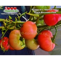 Томат РОЗОВЫЙ С ЧЁРНОЙ ГОРЫ