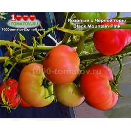 Томат РОЗОВЫЙ С ЧЁРНОЙ ГОРЫ