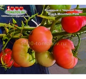 Томат РОЗОВЫЙ С ЧЁРНОЙ ГОРЫ Томат РОЗОВЫЙ С ЧЁРНОЙ ГОРЫ