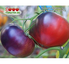 Томат РОЗОВЫЙ СИБИРСКИЙ ТИГР