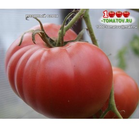 Томат РОЗОВЫЙ СЛОН 