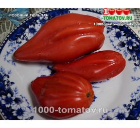 Томат РОЗОВЫЙ ТЮЛЬПАН