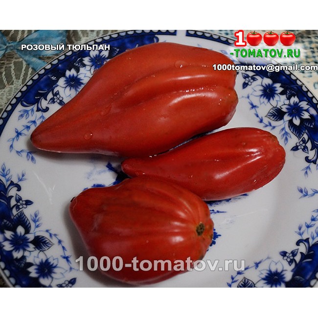 Томат РОЗОВЫЙ ТЮЛЬПАН Томат РОЗОВЫЙ ТЮЛЬПАН