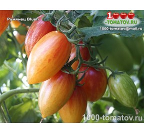 Томат РУМЯНЕЦ  Blush  