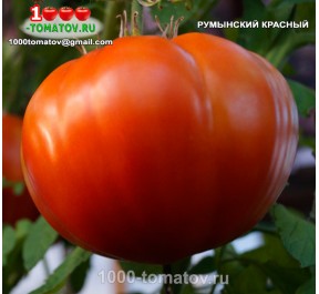 Томат РУМЫСКИЙ КРАСНЫЙ Romanian Red