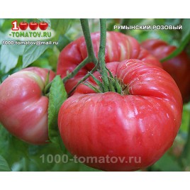 Томат РУМЫНСКИЙ РОЗОВЫЙ  Romanian Pink