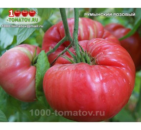 Томат РУМЫНСКИЙ РОЗОВЫЙ  Romanian Pink