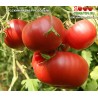 Томат РУССКИЙ РАЗМЕР РОЗОВЫЙ
