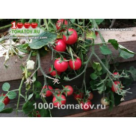 Томат САДОВАЯ ЖЕМЧУЖИНА