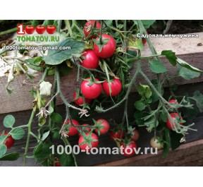 Томат САДОВАЯ ЖЕМЧУЖИНА