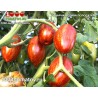 Томат САХАРНАЯ СЛИВА ПОЛОСАТАЯ