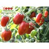 Томат САХАРНАЯ СЛИВА ПОЛОСАТАЯ