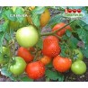 Томат САНЬКА Томат САНЬКА