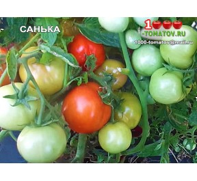 Томат САНЬКА