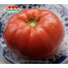 Томат СКОРПИОН