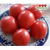 Томат СЕКАЙ ИЧИ SEKAI ICHI