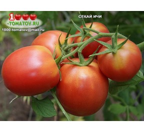 Томат СЕКАЙ ИЧИ SEKAI ICHI