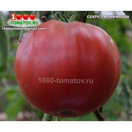 Томат СЕКРЕТ АЛИФИРОВА