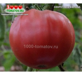 Томат СЕКРЕТ АЛИФИРОВА