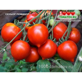 Томат СЕНЬОР ПОМИДОР Томат СЕНЬОР ПОМИДОР