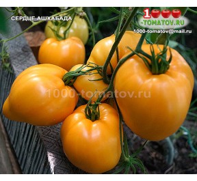 Томат СЕРДЦЕ АШХАБАДА
