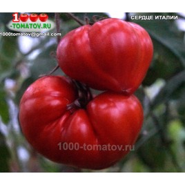 Томат СЕРДЦЕ ИТАЛИИ
