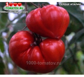 Томат СЕРДЦЕ ИТАЛИИ