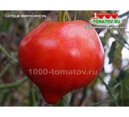 Томат СЕРДЦЕ МИНУСИНСКА
