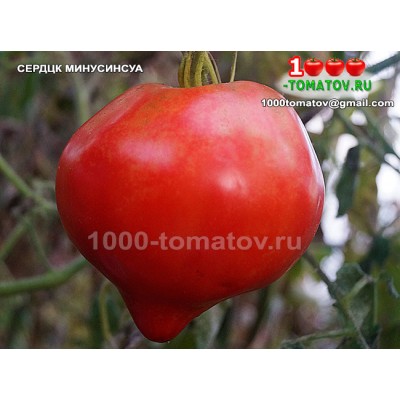 Томат СЕРДЦЕ МИНУСИНСКА