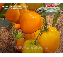 Томат СЕРДЦЕ ЗЕБРЫ АБРИКОСОВОЕ
