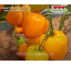 Томат СЕРДЦЕ ЗЕБРЫ АБРИКОСОВОЕ