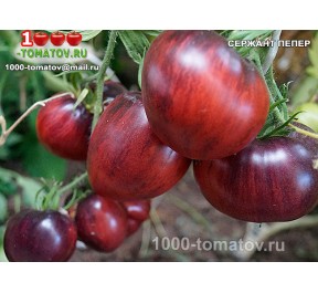 Томат СЕРЖАНТ ПЕППЕР -  Sgt. Pepper’s 