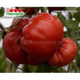 Томат СЕВЕРНАЯ КОРОНА