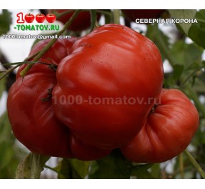 Томат СЕВЕРНАЯ КОРОНА