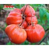Томат СЕВЕРНАЯ КОРОНА