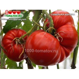 Томат СЕВЕРНАЯ КОРОНА Томат СЕВЕРНАЯ КОРОНА