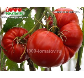 Томат СЕВЕРНАЯ КОРОНА Томат СЕВЕРНАЯ КОРОНА