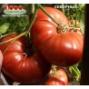 Томат СЕВЕРНЫЕ Томат СЕВЕРНЫЕ