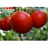 Томат ШАОЛИНЬСКИЙ ВЕЛИКАН