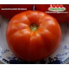 Томат ШАОЛИНЬСКИЙ ВЕЛИКАН