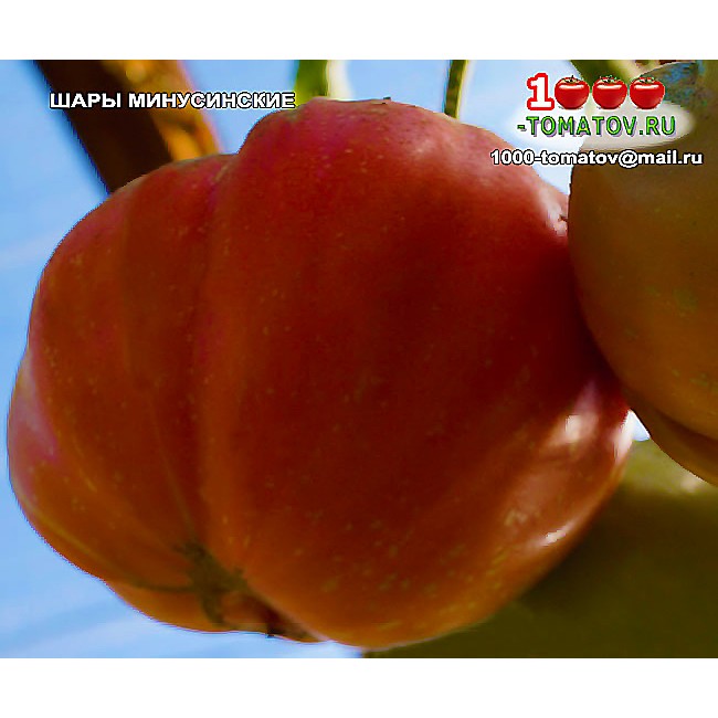 Томат ШАРЫ МИНУСИНСКИЕ Томат ШАРЫ МИНУСИНСКИЕ