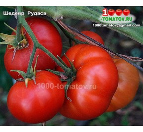 Томат ШЕДЕВР РУДАСА 