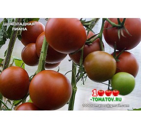 Томат ШОКОЛАДНАЯ ЛИАНА